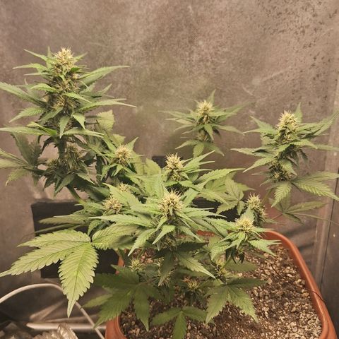 Fast Buds Mix Pack5️⃣ growlog timeline photo