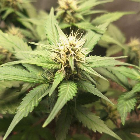 Fast Buds Mix Pack5️⃣ growlog timeline photo