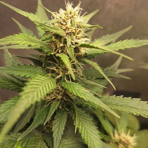 Fast Buds Mix Pack5️⃣ growlog timeline photo