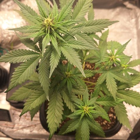 Fastbuds 8️⃣ growlog timeline photo