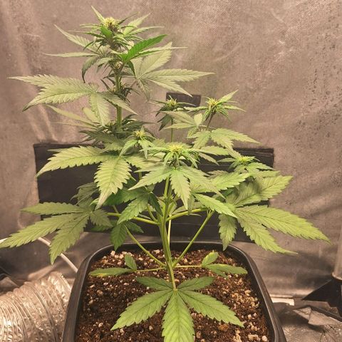 Fastbuds 8️⃣ growlog timeline photo