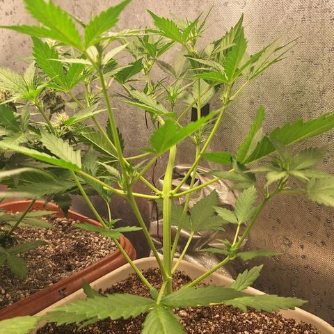 FastBuds 7️⃣ growlog timeline photo