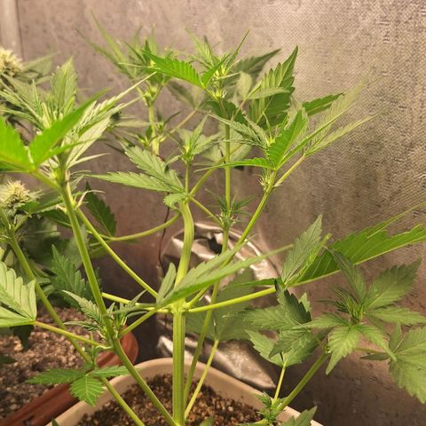 FastBuds 7️⃣ growlog timeline photo
