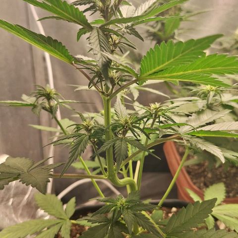 Fastbuds 8️⃣ growlog timeline photo