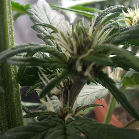 Fastbuds 8️⃣ growlog timeline photo