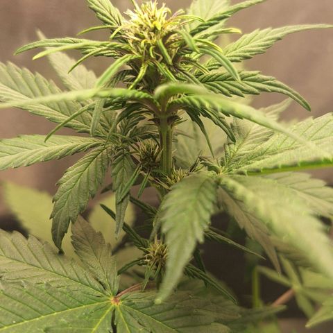 Fastbuds 8️⃣ growlog timeline photo
