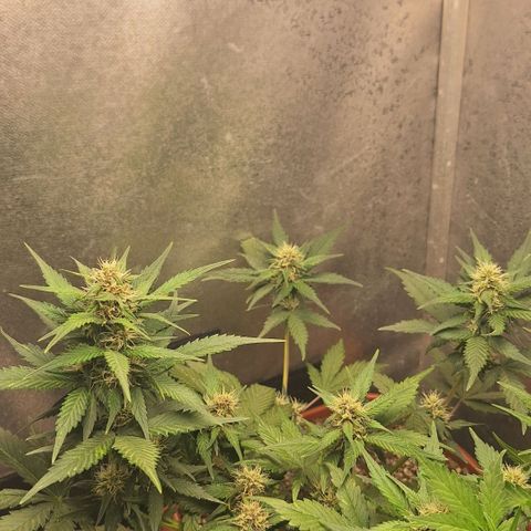 Fast Buds Mix Pack5️⃣ growlog timeline photo