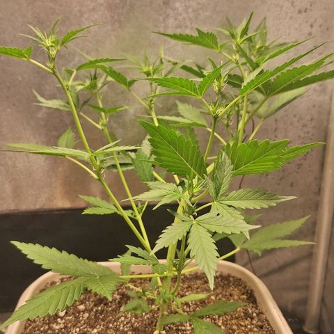 FastBuds 7️⃣ growlog timeline photo