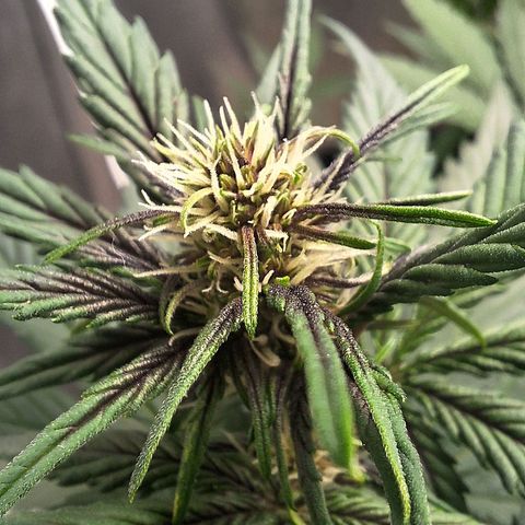 Fastbuds 8️⃣ growlog timeline photo
