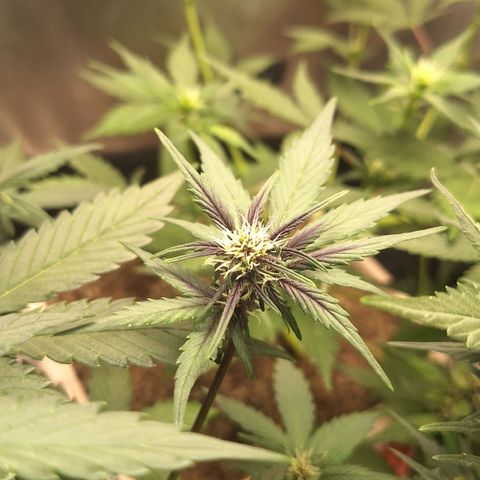 Fastbuds 8️⃣ growlog timeline photo