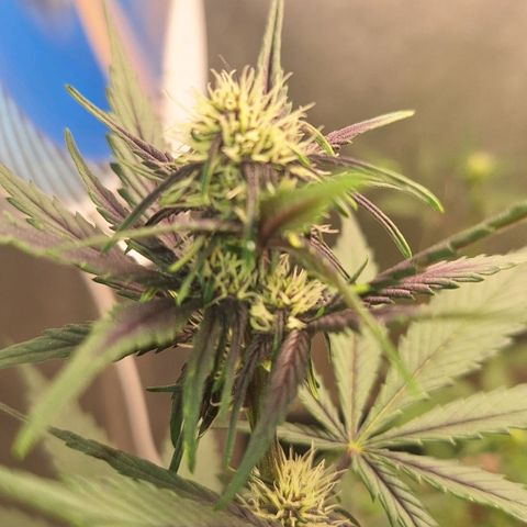 Fastbuds 8️⃣ growlog timeline photo