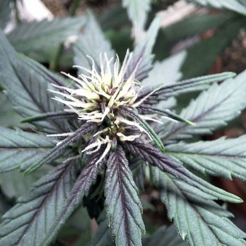 Fastbuds 8️⃣ growlog timeline photo