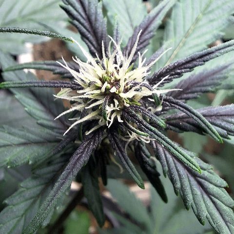 Fastbuds 8️⃣ growlog timeline photo