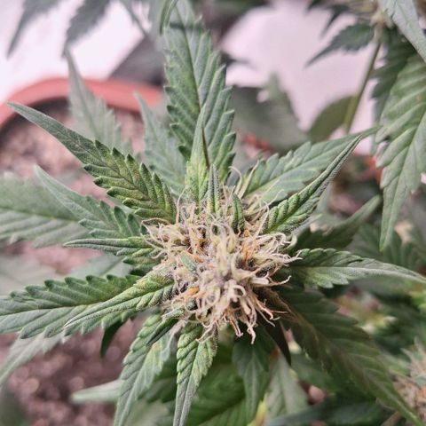 Fast Buds Mix Pack5️⃣ growlog timeline photo