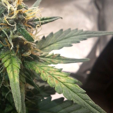 Fast Buds Mix Pack5️⃣ growlog timeline photo