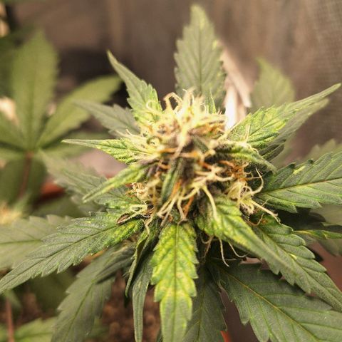 Fast Buds Mix Pack5️⃣ growlog timeline photo