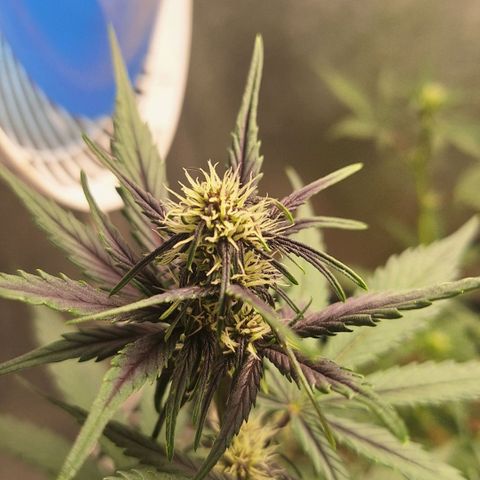 Fastbuds 8️⃣ growlog timeline photo