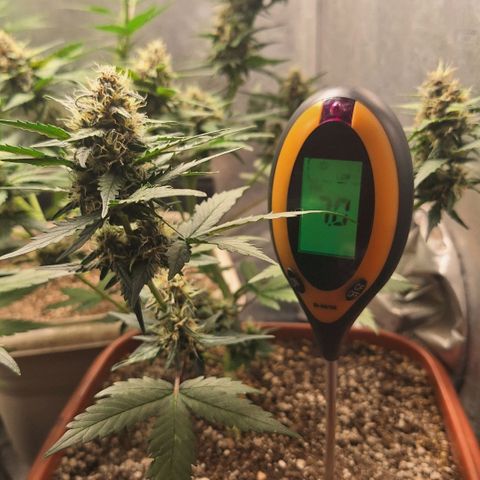 Fast Buds Mix Pack5️⃣ growlog timeline photo