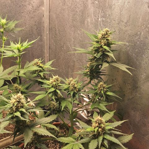 Fast Buds Mix Pack5️⃣ growlog timeline photo