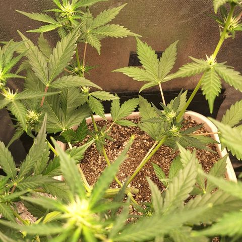 FastBuds 7️⃣ growlog timeline photo