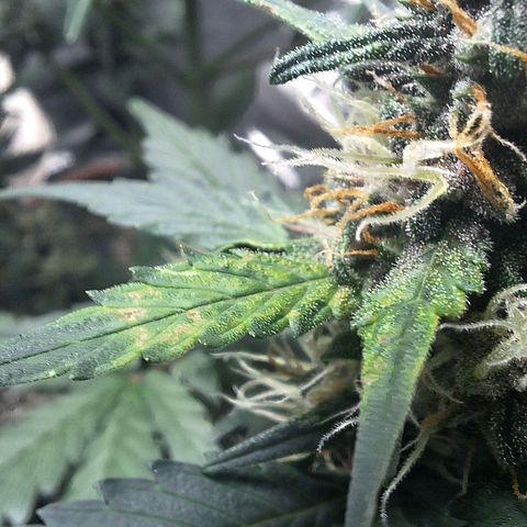 Fast Buds Mix Pack5️⃣ growlog timeline photo