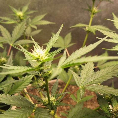 FastBuds 7️⃣ growlog timeline photo