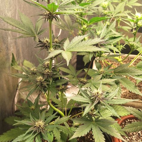 Fastbuds 8️⃣ growlog timeline photo