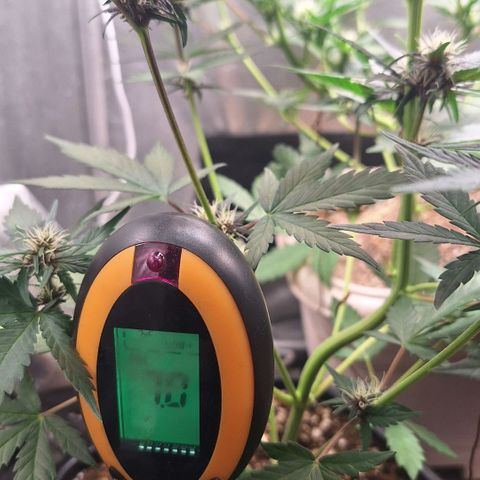 Fastbuds 8️⃣ growlog timeline photo