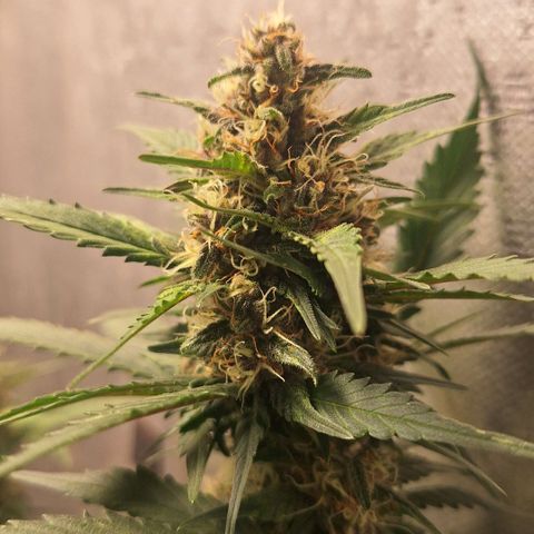 Fast Buds Mix Pack5️⃣ growlog timeline photo