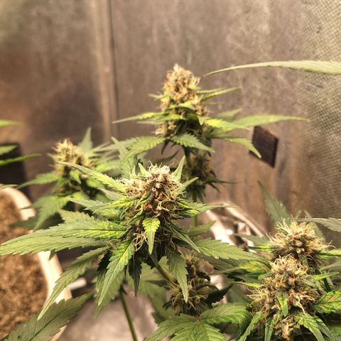 Fast Buds Mix Pack5️⃣ growlog timeline photo