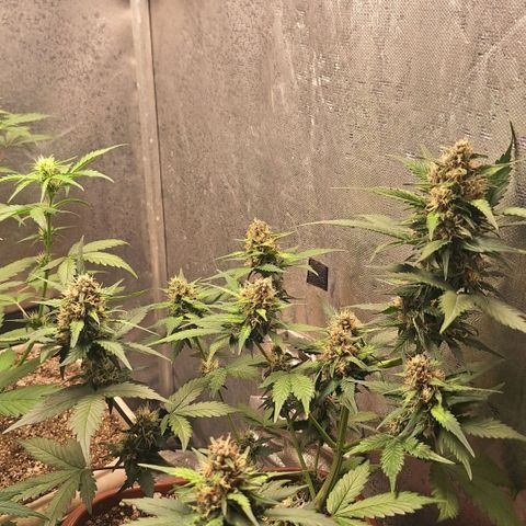 Fast Buds Mix Pack5️⃣ growlog timeline photo