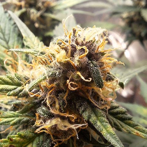 Fast Buds Mix Pack5️⃣ growlog timeline photo