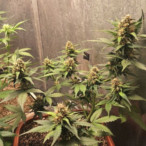 Fast Buds Mix Pack5️⃣ growlog timeline photo