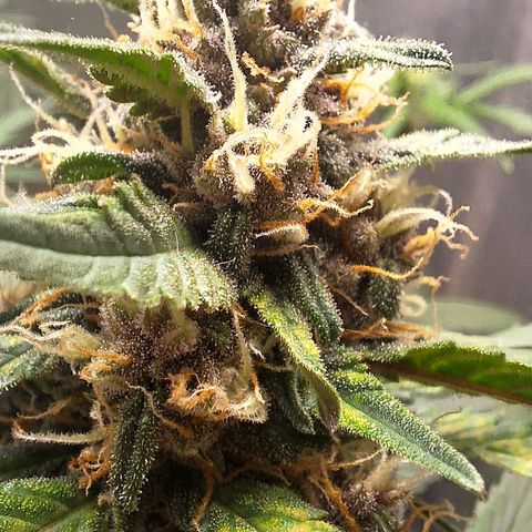 Fast Buds Mix Pack5️⃣ growlog timeline photo