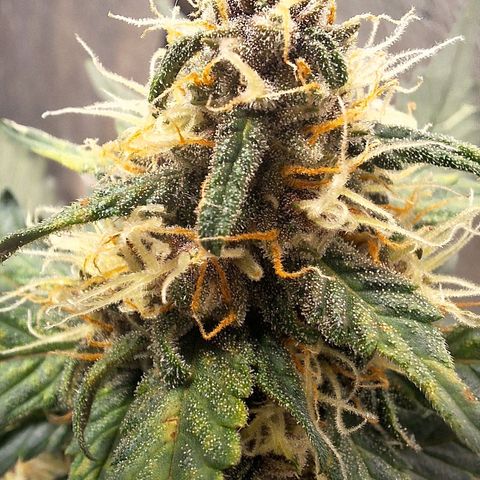 Fast Buds Mix Pack5️⃣ growlog timeline photo