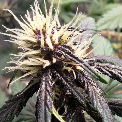 Fastbuds 8️⃣ growlog timeline photo