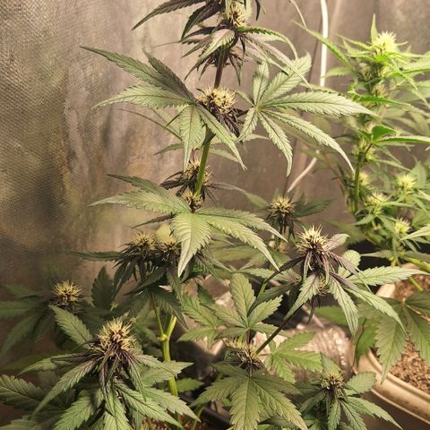 Fastbuds 8️⃣ growlog timeline photo