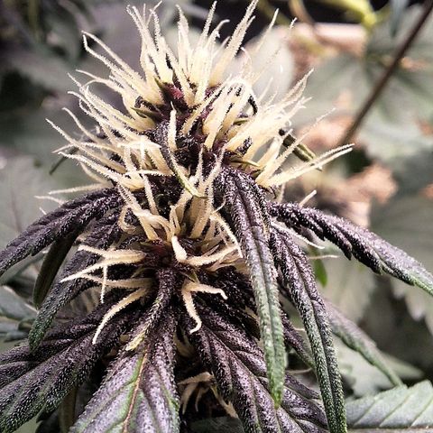 Fastbuds 8️⃣ growlog timeline photo
