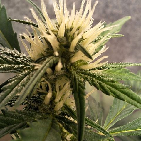 FastBuds 7️⃣ growlog timeline photo