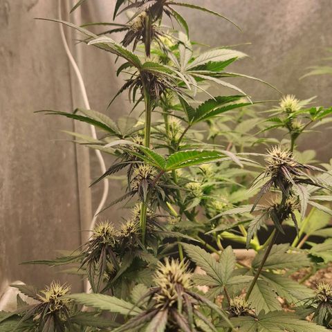 Fastbuds 8️⃣ growlog timeline photo