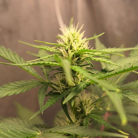 FastBuds 7️⃣ growlog timeline photo