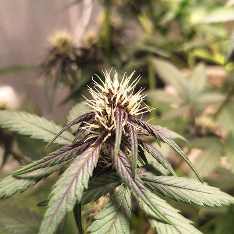 Fastbuds 8️⃣ growlog timeline photo