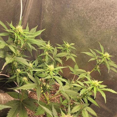 FastBuds 7️⃣ growlog timeline photo