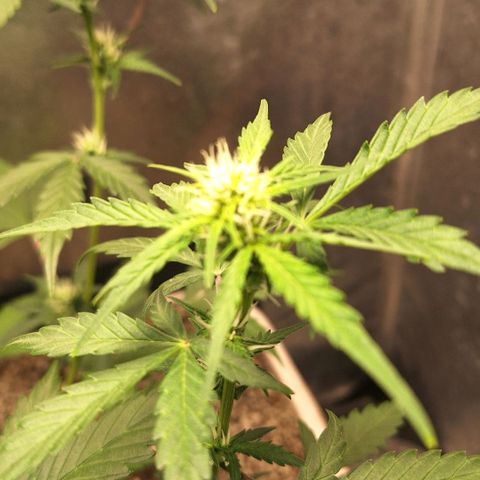 FastBuds 7️⃣ growlog timeline photo