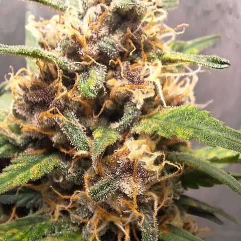 Fast Buds Mix Pack5️⃣ growlog timeline photo