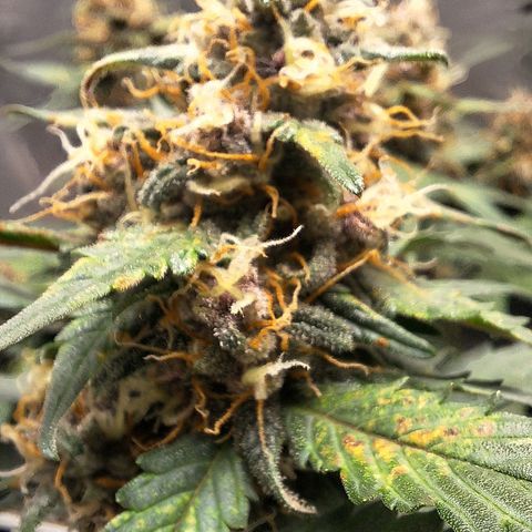 Fast Buds Mix Pack5️⃣ growlog timeline photo