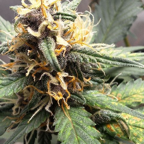 Fast Buds Mix Pack5️⃣ growlog timeline photo