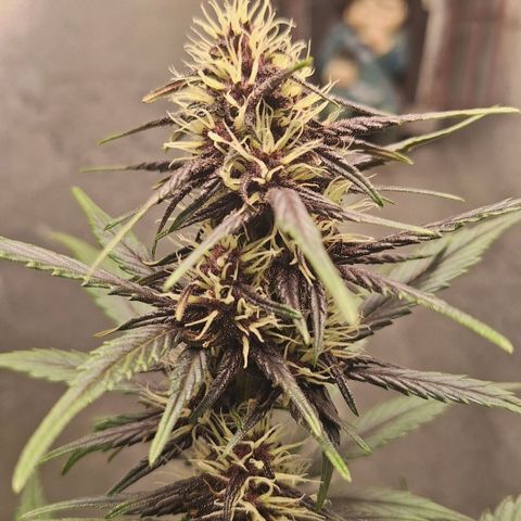 Fastbuds 8️⃣ growlog timeline photo