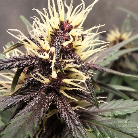 Fastbuds 8️⃣ growlog timeline photo