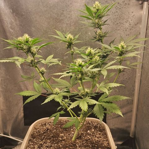 FastBuds 7️⃣ growlog timeline photo